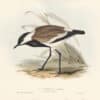 Gould Birds of Europe, Pl. 293 Spur-winged Plover