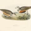 Gould Birds of Europe, Pl. 295 Dottrell