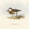 Gould Birds of Europe, Pl. 299 Red-chested Dottrell