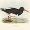 Gould Birds of Europe, Pl. 300 Oyster Catcher