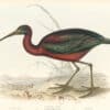 Gould Birds of Europe, Pl. 301 Glossy Ibis