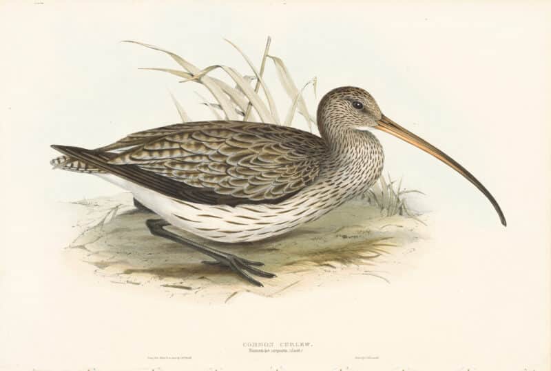 Gould Birds of Europe, Pl. 302 Common Curlew