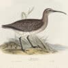 Gould Birds of Europe, Pl. 303 Whimbrel