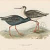 Gould Birds of Europe, Pl. 309 Spotted Redshank