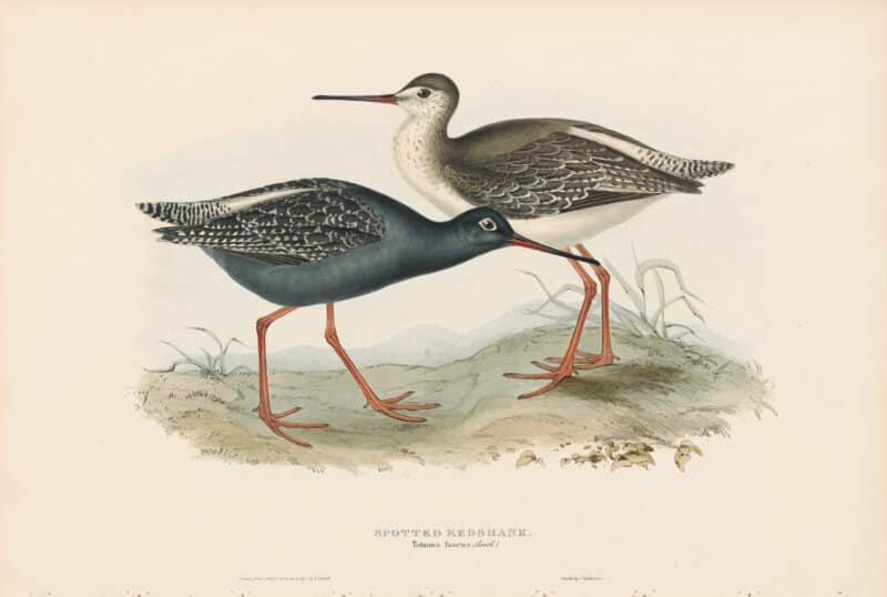 Gould Birds of Europe, Pl. 309 Spotted Redshank