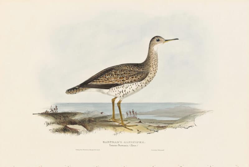 Gould Birds of Europe, Pl. 313 Bartram's Sandpiper