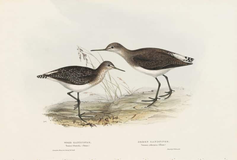 Gould Birds of Europe, Pl. 315 Green Sandpiper, Wood Sandpiper