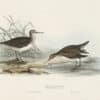Gould Birds of Europe, Pl. 316 Common Sandpiper