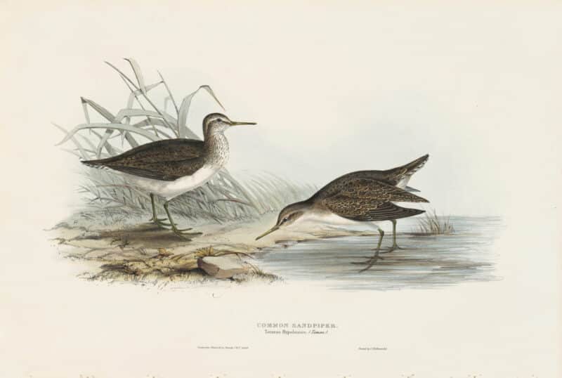 Gould Birds of Europe, Pl. 316 Common Sandpiper