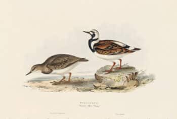 Gould Birds of Europe, Pl. 318 Turnstone