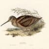 Gould Birds of Europe, Pl. 319 Woodcock