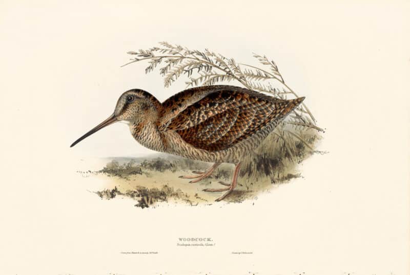 Gould Birds of Europe, Pl. 319 Woodcock