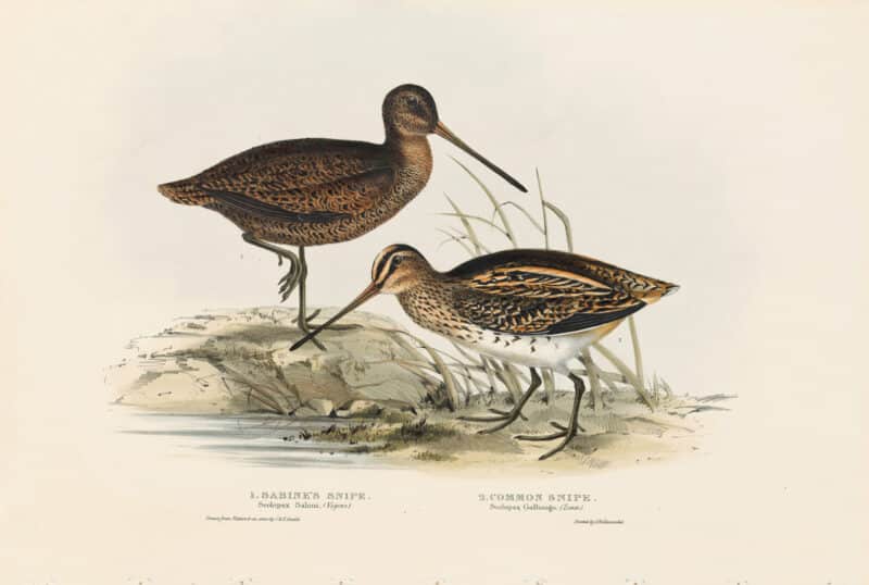 Gould Birds of Europe, Pl. 321 Sabine's Snipe, Common Snipe