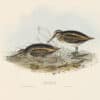 Gould Birds of Europe, Pl. 322 Jack Snipe