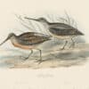 Gould Birds of Europe, Pl. 323 Grey Snipe