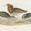 Gould Birds of Europe, Pl. 325 Ruff