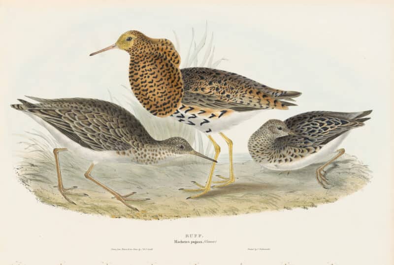 Gould Birds of Europe, Pl. 325 Ruff