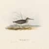 Gould Birds of Europe, Pl. 331 Broad-billed Tringa