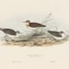 Gould Birds of Europe, Pl. 332 Little Sandpiper