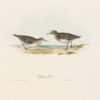 Gould Birds of Europe, Pl. 333 Temminck's Tringa