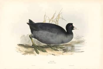 Lear Birds of Europe, Pl. 338 Coot