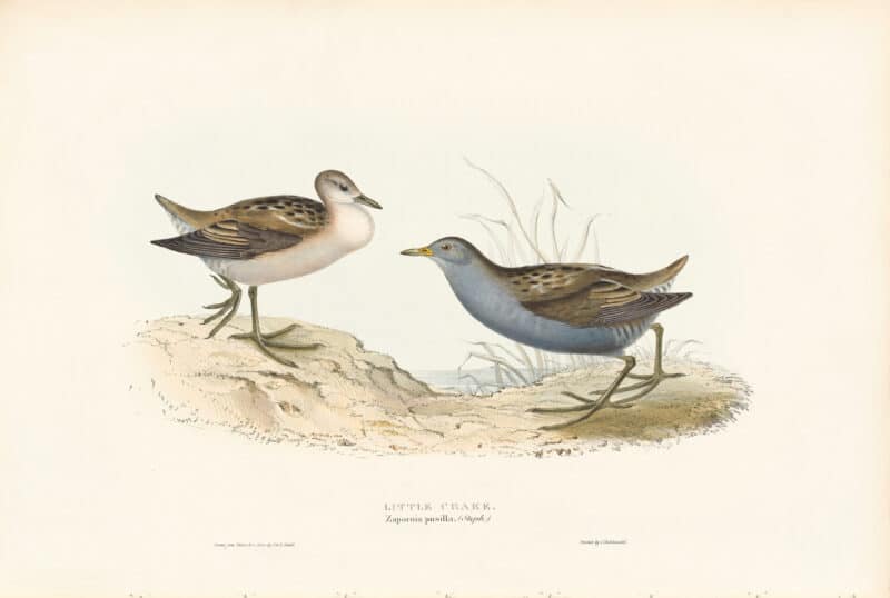 Gould Birds of Europe, Pl. 345 Little Crake