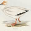 Gould Birds of Europe, Pl. 346 Snow Goose