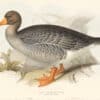 Lear Birds of Europe, Pl. 347 Grey Lag Wild Goose