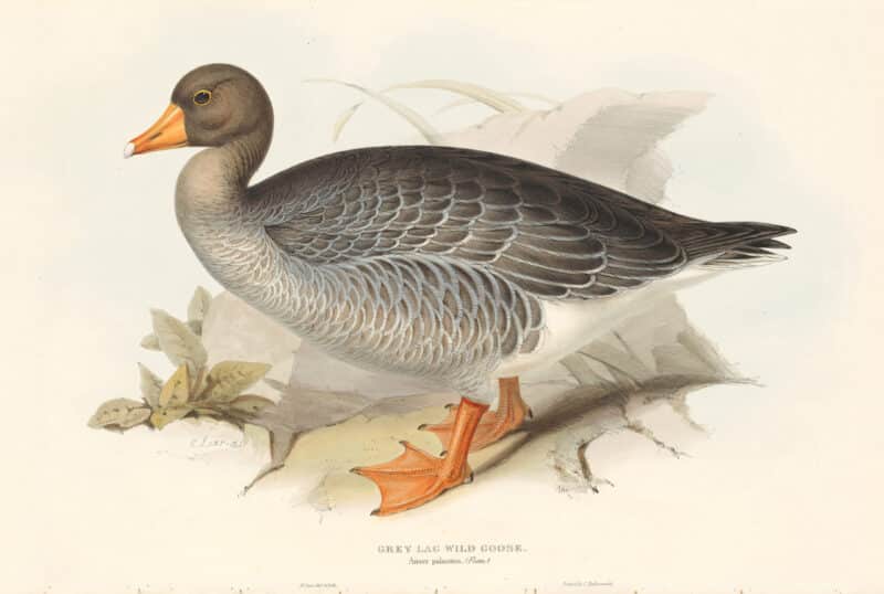 Lear Birds of Europe, Pl. 347 Grey Lag Wild Goose