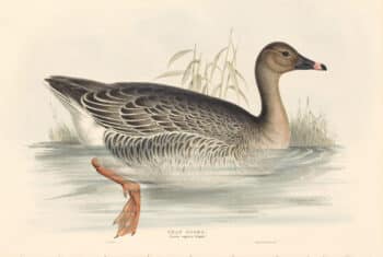 Lear Birds of Europe, Pl. 348 Bean Goose