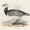 Gould Birds of Europe, Pl. 350 Bernicle Goose