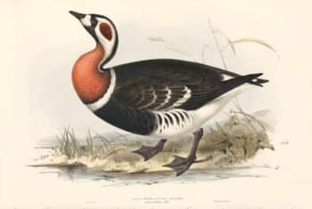Lear Birds of Europe, Pl. 351 Red-breasted Goose