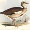 Lear Birds of Europe, Pl. 353 Egyptian Goose