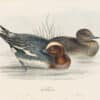 Gould Birds of Europe, Pl. 359 Widgeon