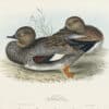 Gould Birds of Europe, Pl. 366 Gadwall