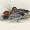 Gould Birds of Europe, Pl. 367 Red-headed Pochard