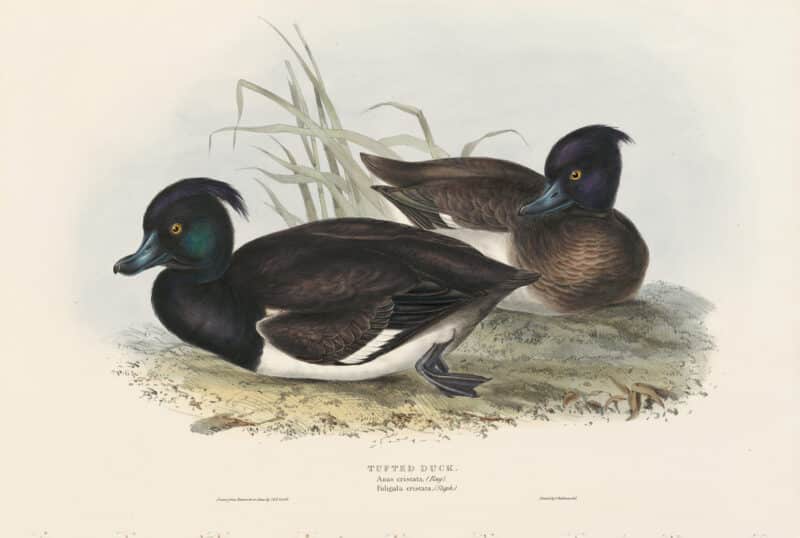 Gould Birds of Europe, Pl. 370 Tufted Duck