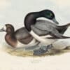 Gould Birds of Europe, Pl. 371 Scaup Pochard