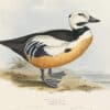 Gould Birds of Europe, Pl. 372 Western Duck