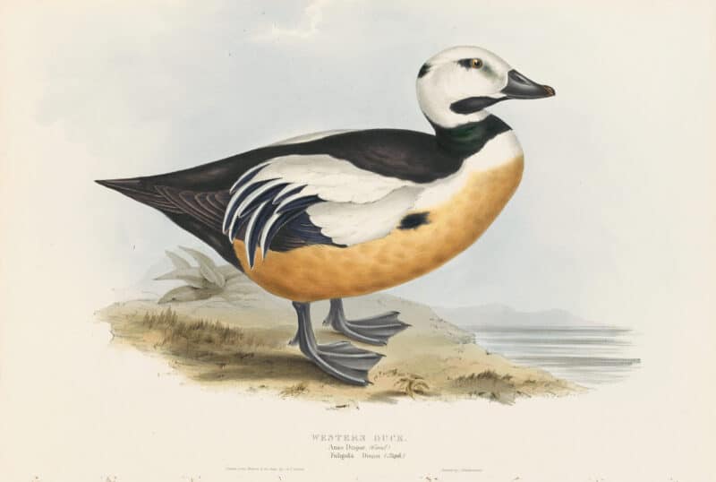 Gould Birds of Europe, Pl. 372 Western Duck