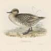 Gould Birds of Europe, Pl. 373 Marbled Duck