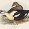Gould Birds of Europe, Pl. 375 King Duck