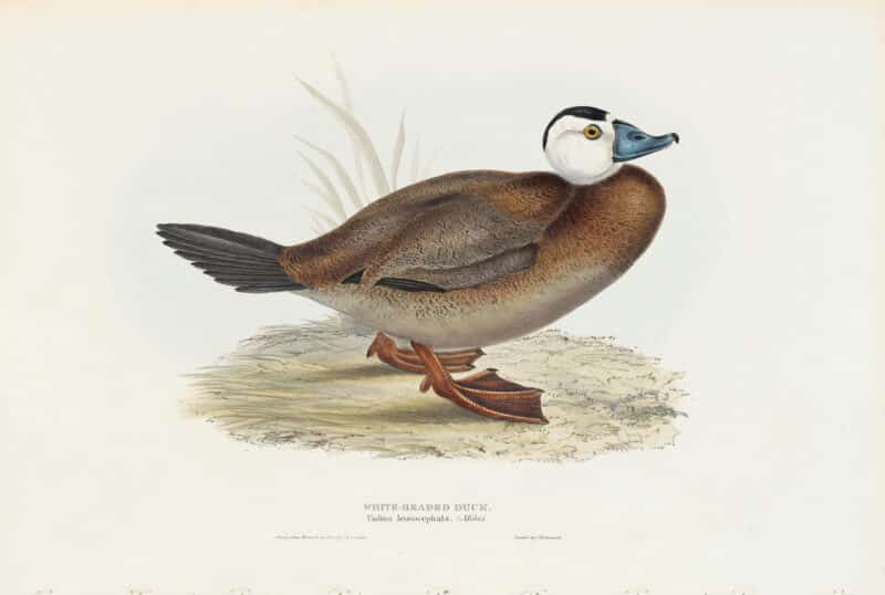 Gould Birds of Europe, Pl. 383 White-headed Duck