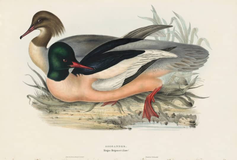 Gould Birds of Europe, Pl. 384 Goosander