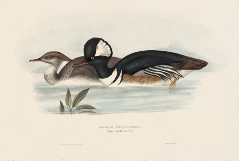 Gould Birds of Europe, Pl. 386 Hooded Merganser