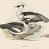 Gould Birds of Europe, Pl. 387 Smew