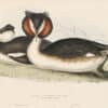 Gould Birds of Europe, Pl. 388 Great-crested Grebe