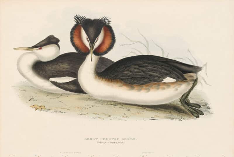 Gould Birds of Europe, Pl. 388 Great-crested Grebe