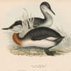 Gould Birds of Europe, Pl. 389 Red-necked Grebe