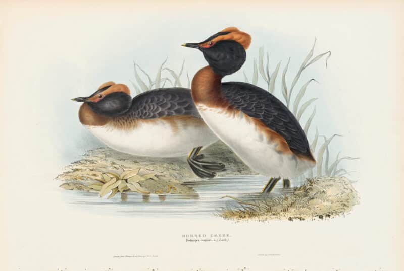 Gould Birds of Europe, Pl. 390 Horned Grebe